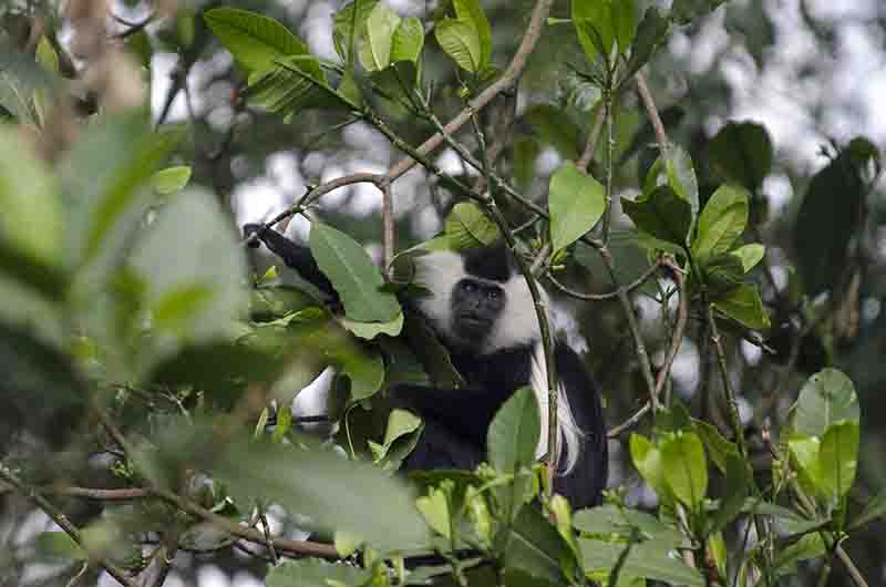 Mono Colobo de Angola - parque nacional de Nyungwe - Ruanda 11.jpg
